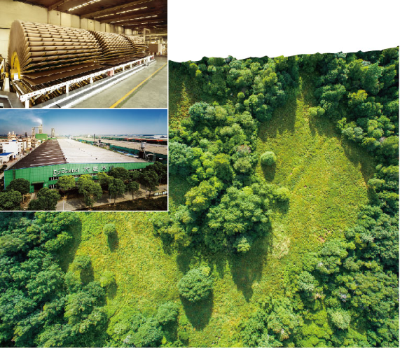 大亞集團堅持綠色產業戰略 引領行業健康可持續發展